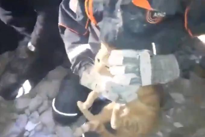Gato resgatado na Turquia (Reprodução-Twitter)
