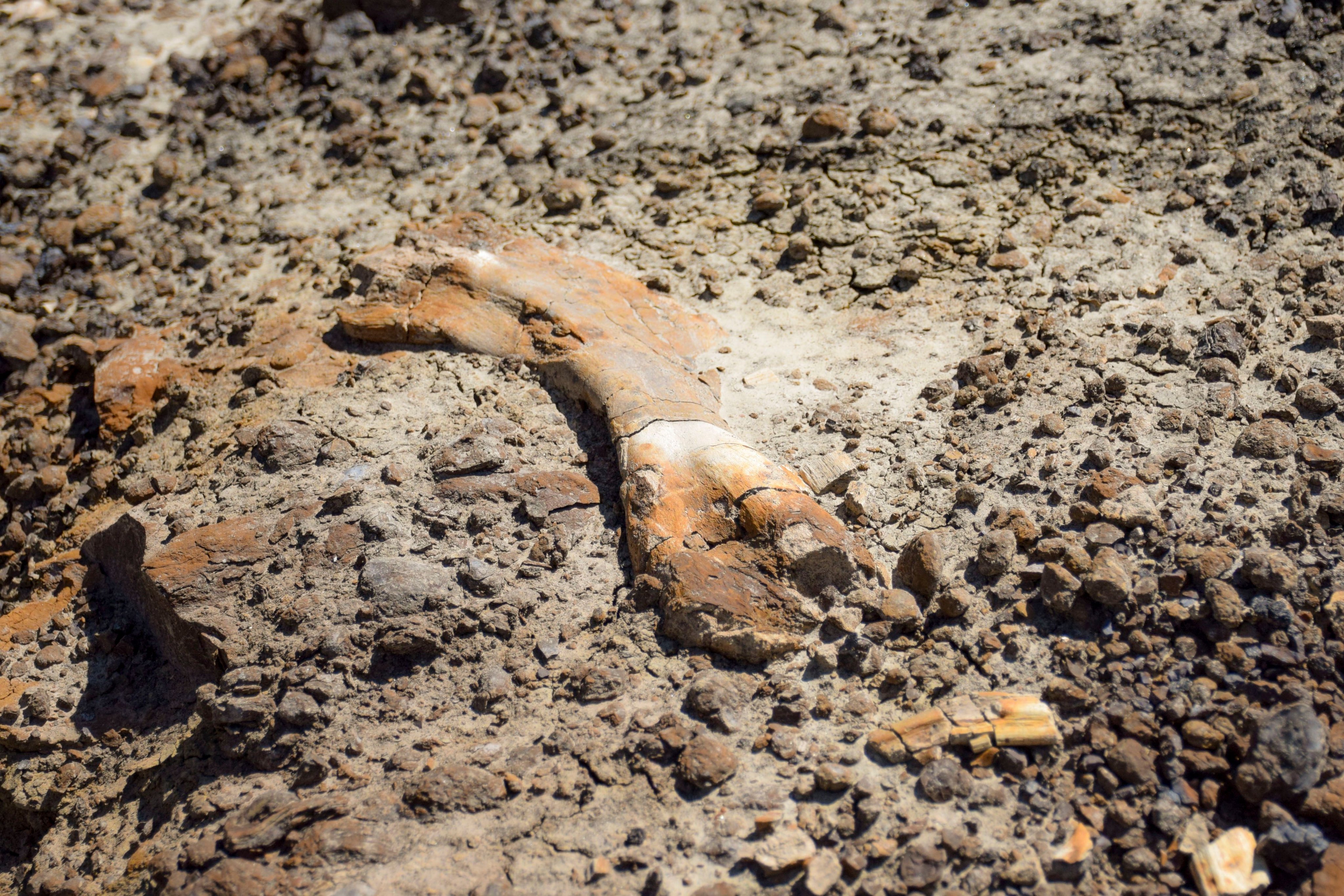 fossil Garoto de 12 anos descobre fóssil de dinossauro de 69 milhões de anos