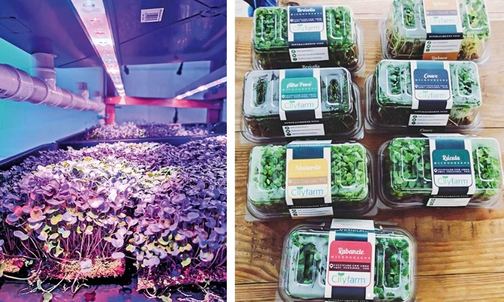 estante-protótipo-plantação-hidropônica-vertical Empresa faz sucesso com venda de kits para o cultivo caseiro de plantas