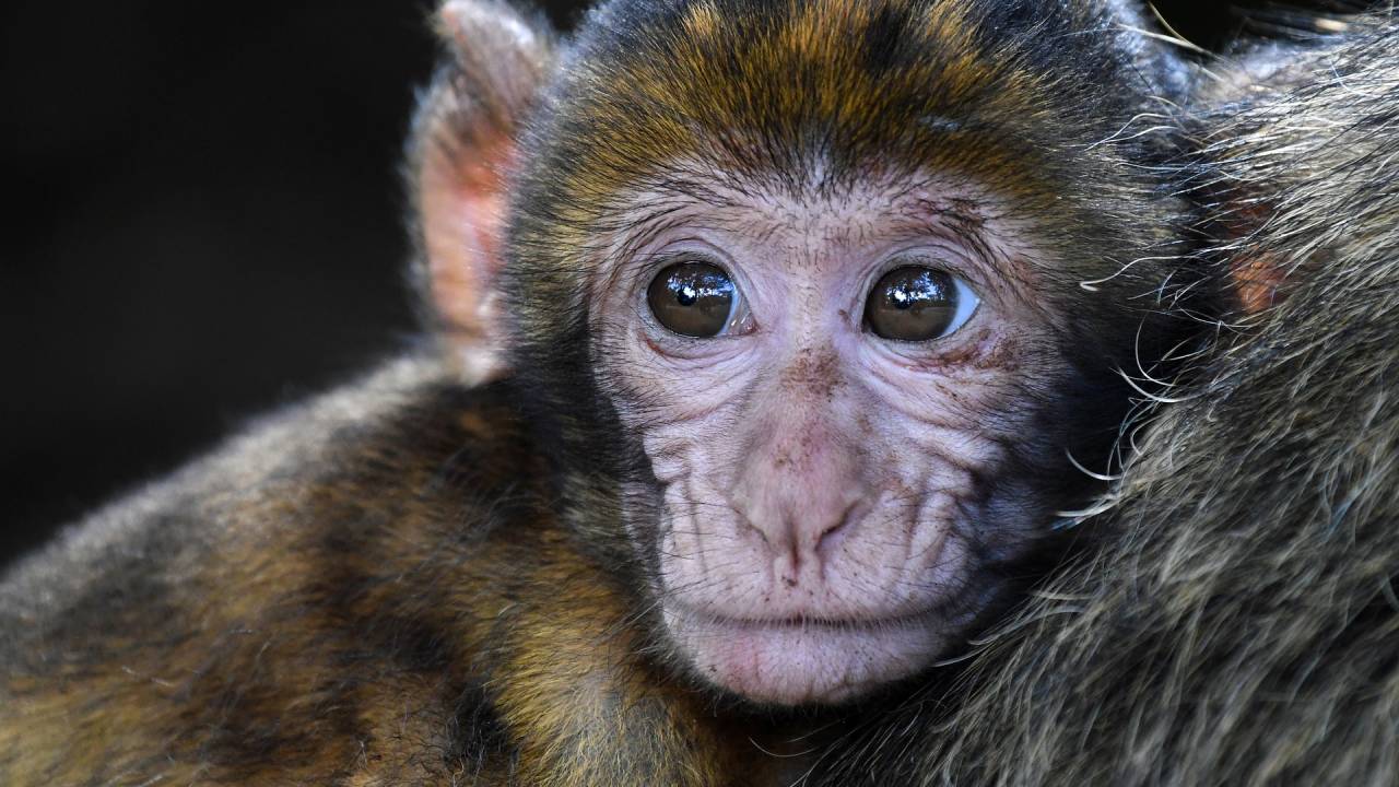 Macaco bebê