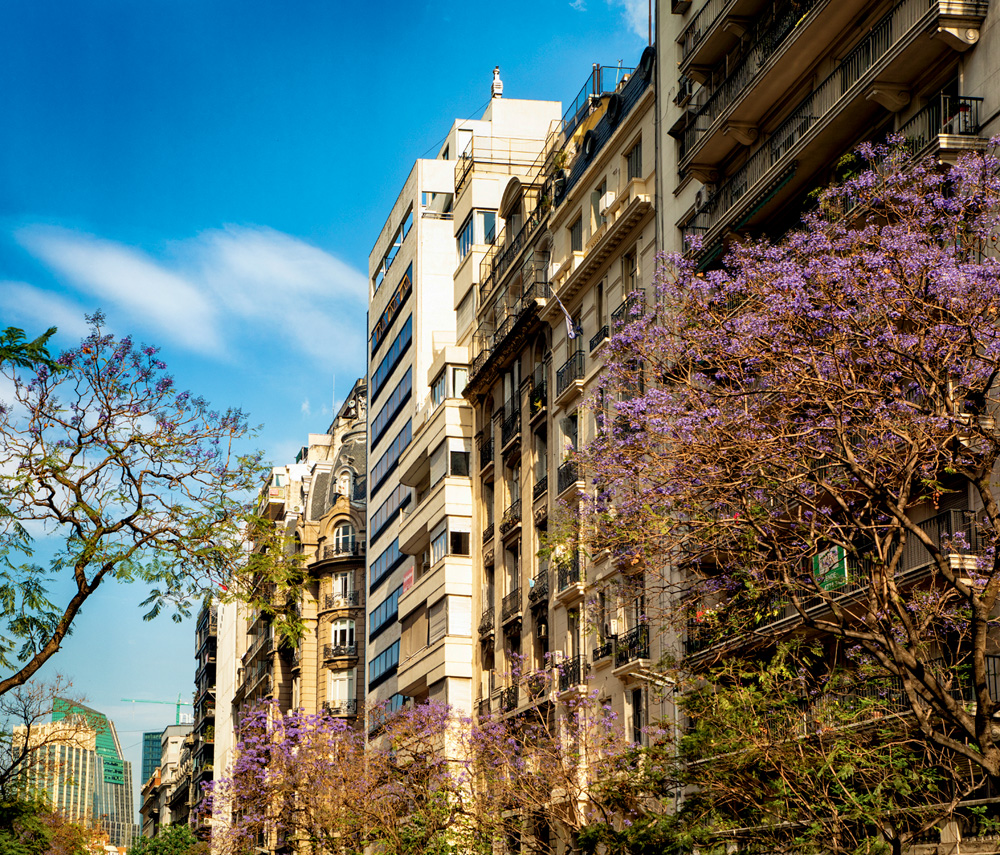 Buenos Aires Recoleta upper floors of several apartment buildings with Jacaranda trees in bloom.