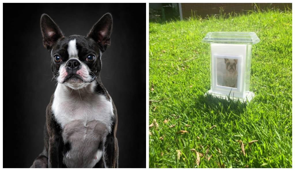 Crematório de pets em São Bernardo tem aumento de demanda na pandemia