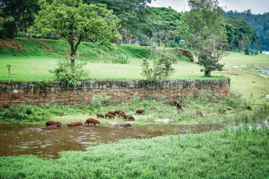 Capivaras que habitam a represa: maior roedor do mundo