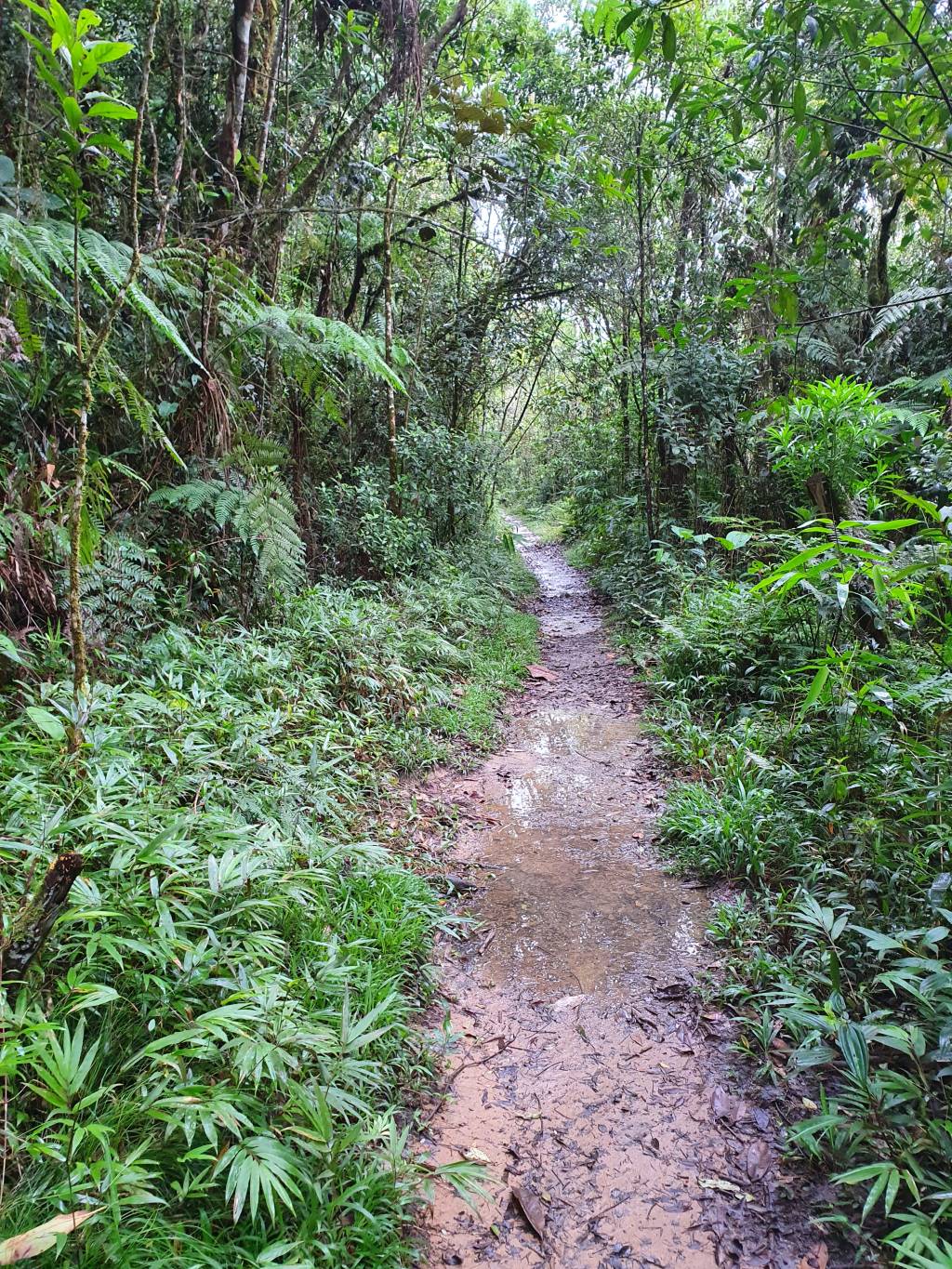 Imagem mostra parte da trilha de 1,1 km que leva até a Cachoeira, rodeada de mata