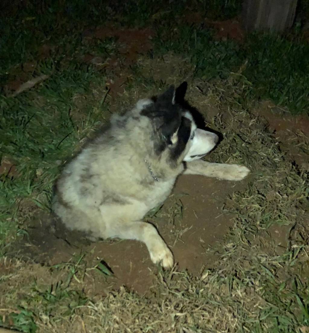 Imagem mostra cão com metade inferior do corpo enterrada