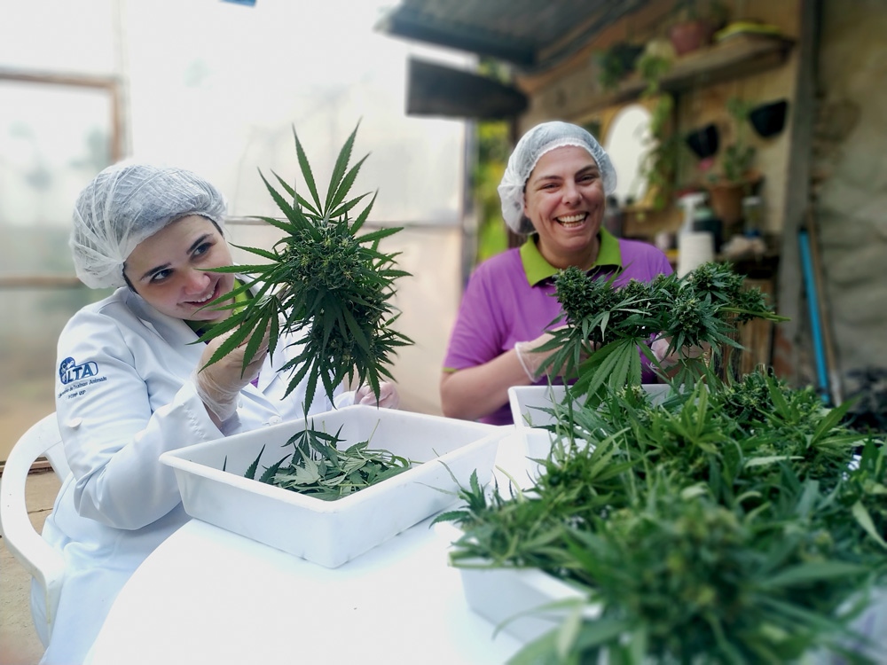 Mulher cortando folhas de maconha em cima de uma mesa