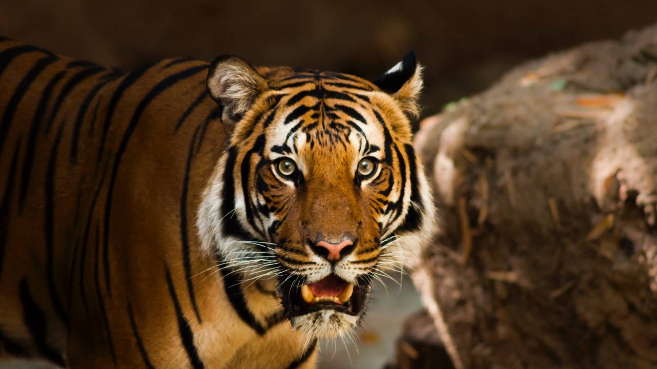 Tigre de sumatra: em extinção