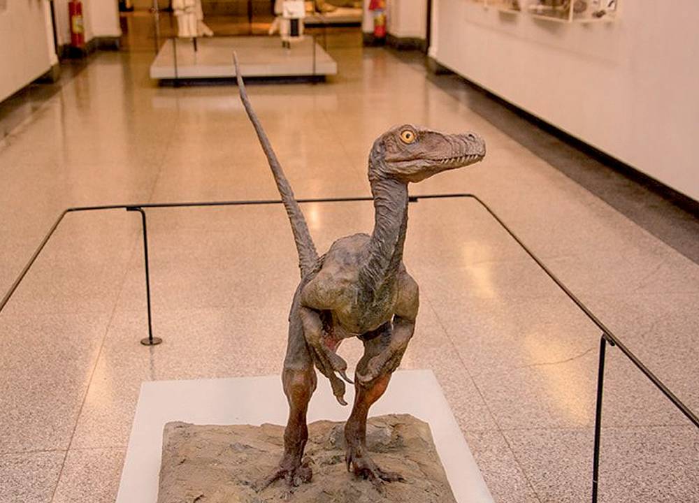 Dinossauro em Museu de Zoologia da USP