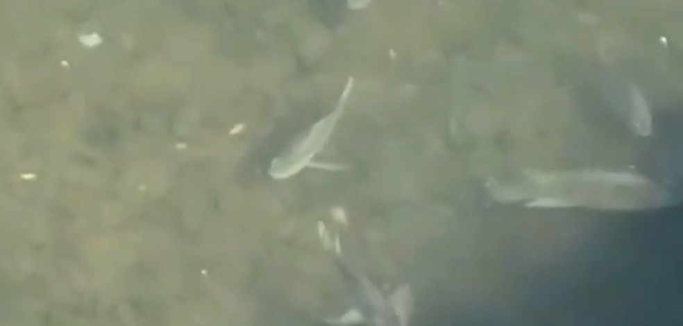 Imagem de drone exibe peixe em área do Rio Pinheiros.