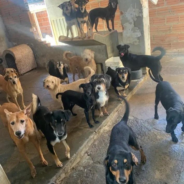 Cerca de 20 cachorros de estimação olham para a câmera, espalhados por um quintal de cimento.