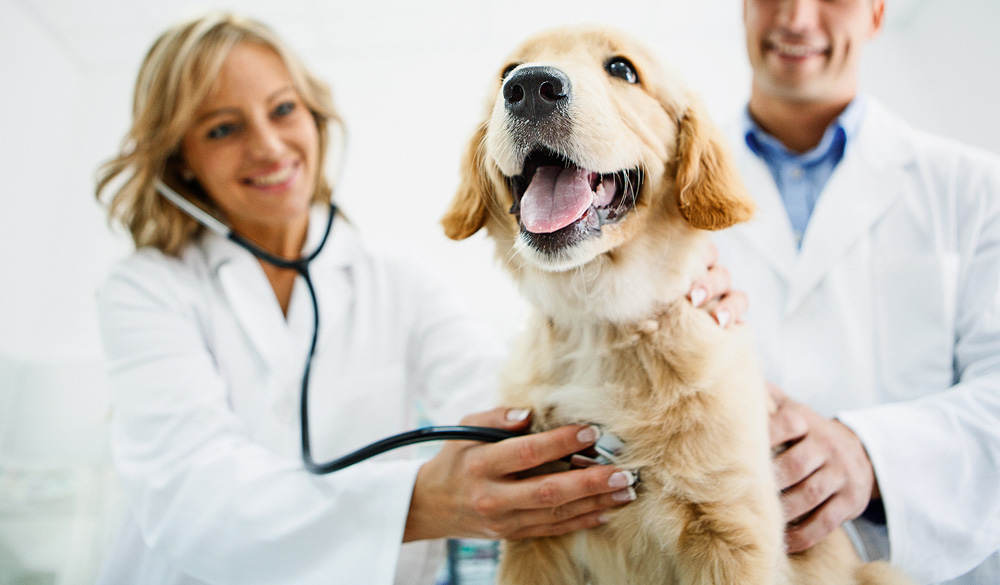 Dois veterinários (homem e mulher) examinando o filhote de cachorro Golden retriever com um estetoscópio. O cão está completamente saudável e feliz.