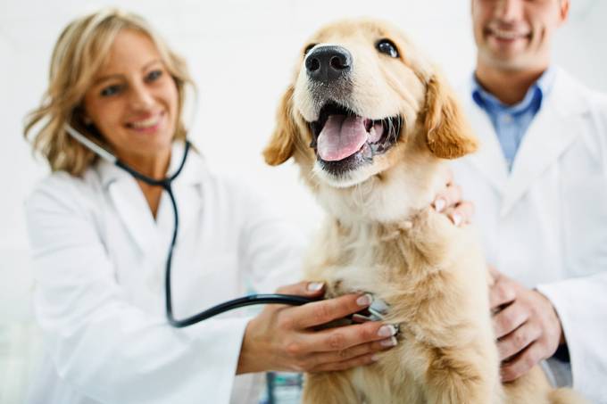 Dois veterinários (homem e mulher) examinando o filhote de cachorro Golden retriever com um estetoscópio. O cão está completamente saudável e feliz