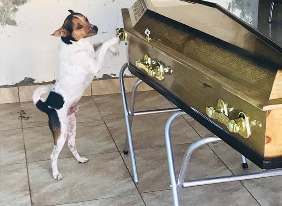 cachorro toy de pé apoiado em caixão onde sua tutora se encontra