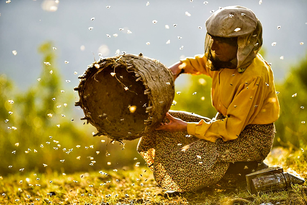 Mulher com blusa amarela segura uma cesta de palha com centenas de abelhas voando a sua volta