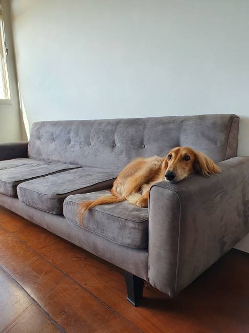 O cachorro Cícero bem confortável no sofá que pertenceu a Jorge Amado e agora é de Thiago e João