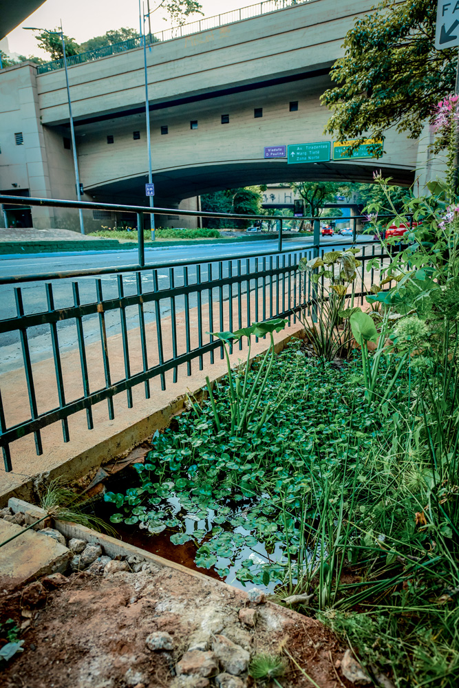 avenida 23 de maio com jardim de chuva com vegetação ao lado da calçada
