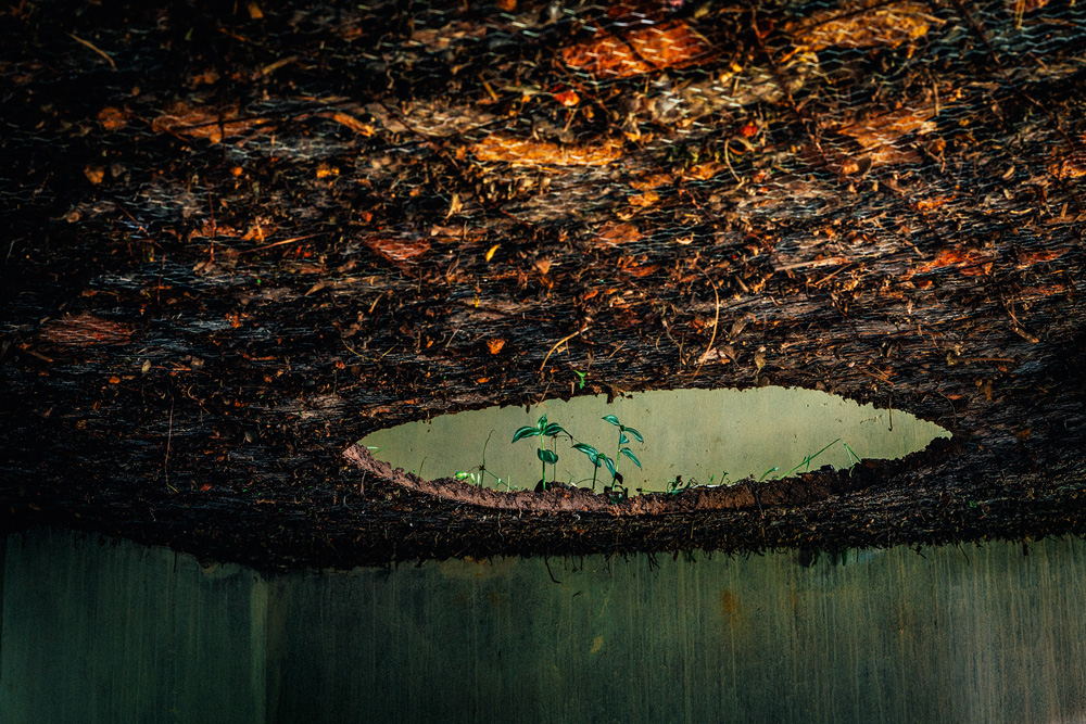 Buraco em uma estrutura de terra, planta e pedra. Está presa em uma parede