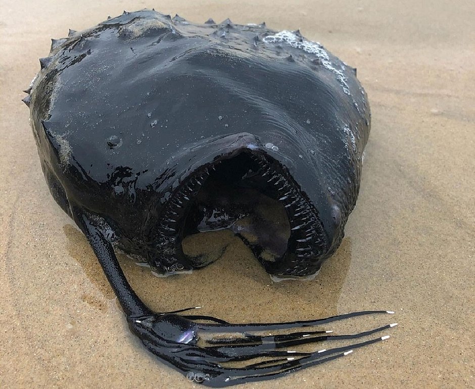 Imagem de peixe exótico na areia da praia: ele é redondo, preto, possui dentes afiados e um espécie de 'braço" que sustenta um globo que ilumina