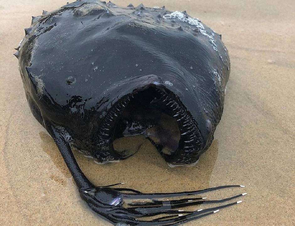 Imagem de peixe exótico na areia da praia: ele é redondo, preto, possui dentes afiados e um espécie de 'braço" que sustenta um globo que ilumina