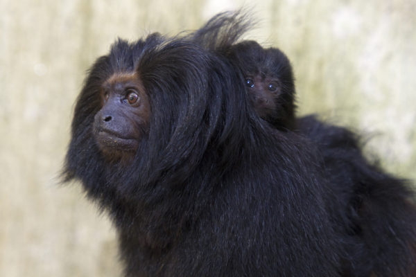 Imagem mostra mico-leão-preto filhote agarrado no pescoço de mico-leão adulto