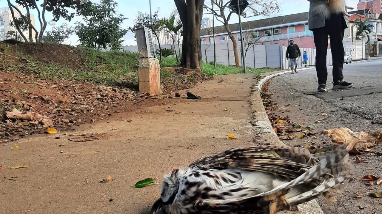 Em primeiro plano, pássaro morto aparece na calçada de parque. Ao fundo, figura desfocada de moradora observa a cena.