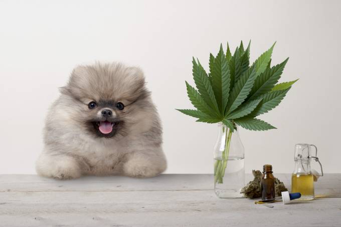 smiling pomeranian puppy dog and marujuana cannabis sativa weed leaves, flower bud and CBD oil in glass dropper bottle, on wooden table