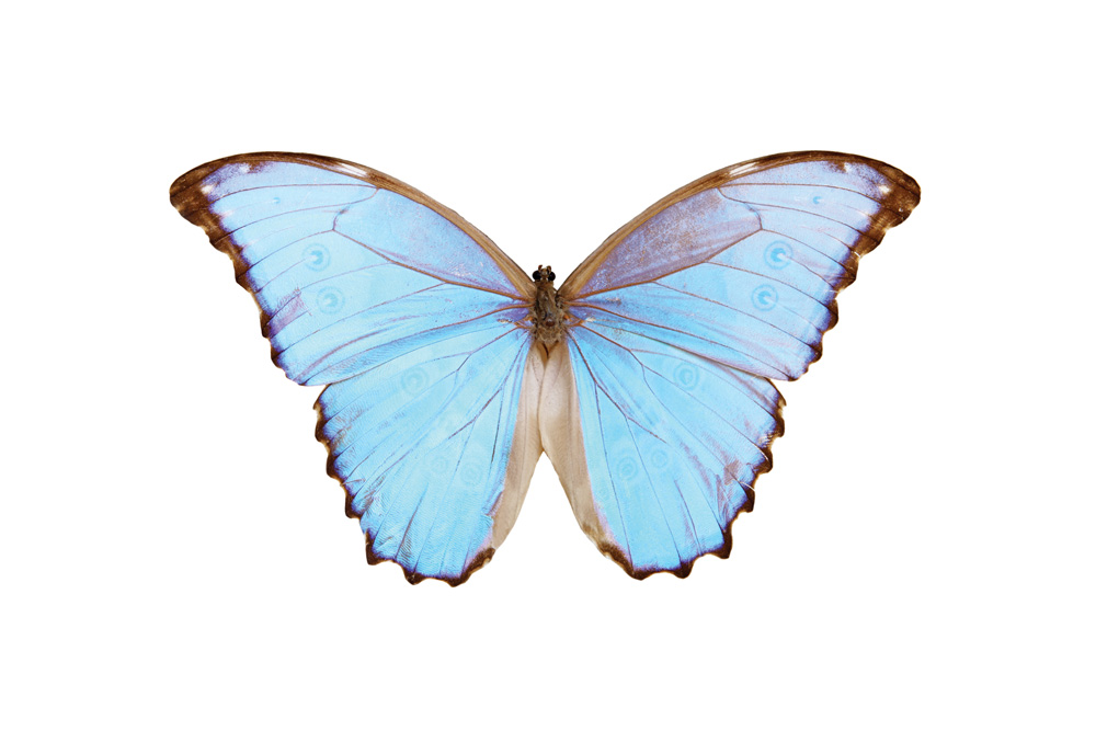 borboleta azul em detalhe com fundo branco