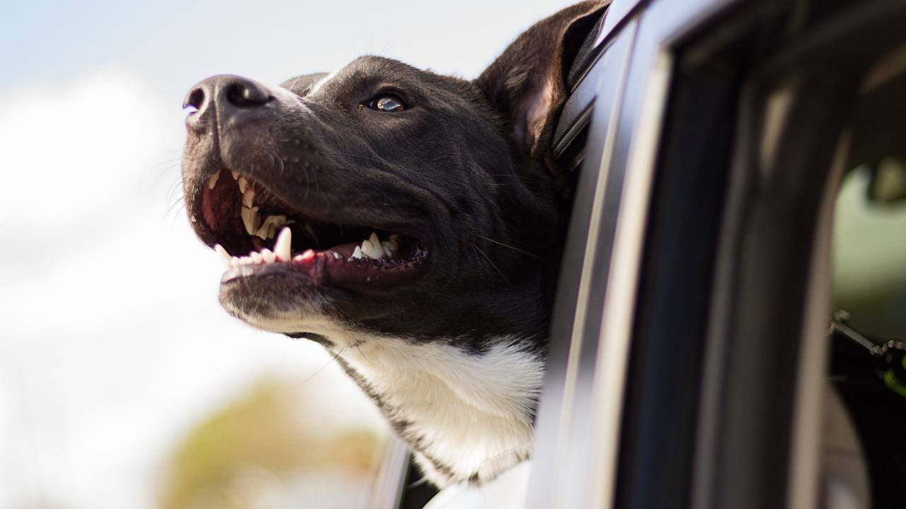 Imagem mostra cachorro com cabeça para fora da janela de carro