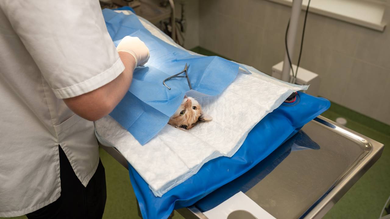 gato em mesa de cirurgia com médico a seu lado. o gato está com panos cirúrgicos em cima de seu corpo, apenas com a cabeça de fora
