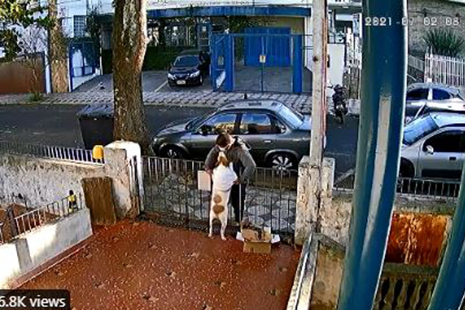 Print de vídeo de segurança em que vê-se um homem fazendo carinho da calçada em um cachorrinho em pé no portão gradeado.