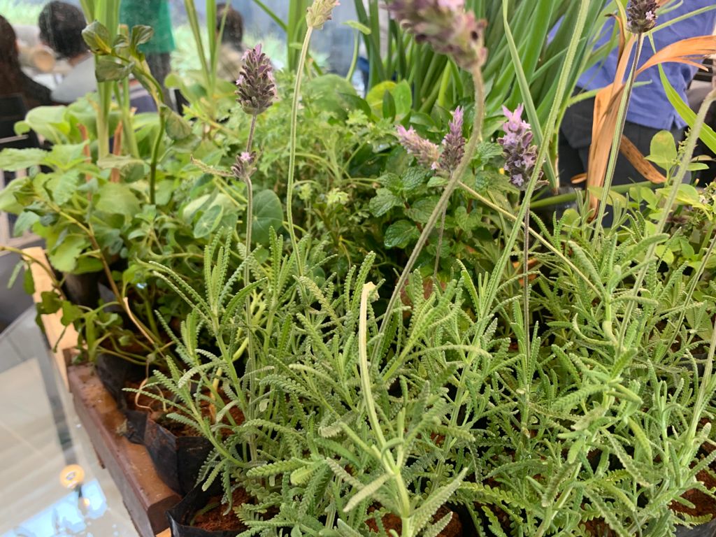 Horta Coletiva Magik JC (DIVULGAÇÃO) (3) Foto de lavanda e outras espécies de planta.