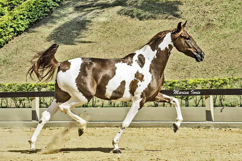 Um cavalo marrom e branco corre em um haras com bastante grama