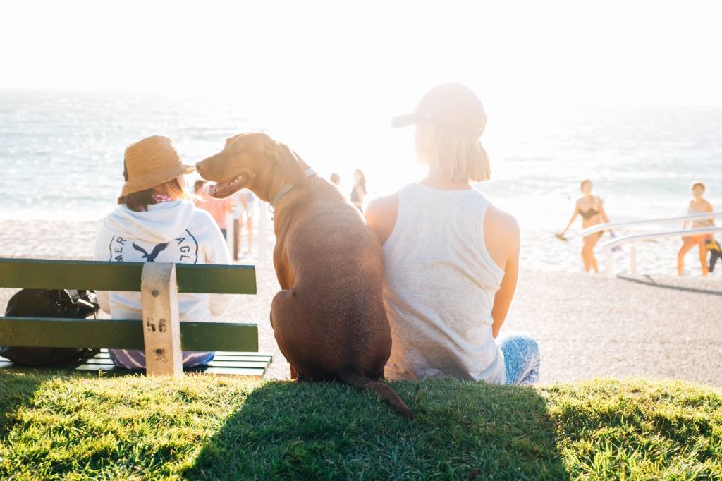 famílias e cachorro na praia em um dia ensolarado