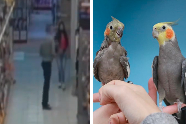 Montagem mostra, à esquerda, trecho de vídeo de câmeras de segurança em que casal aparece em corredor de pet shop, com mochila e uma calopsita nas mãos