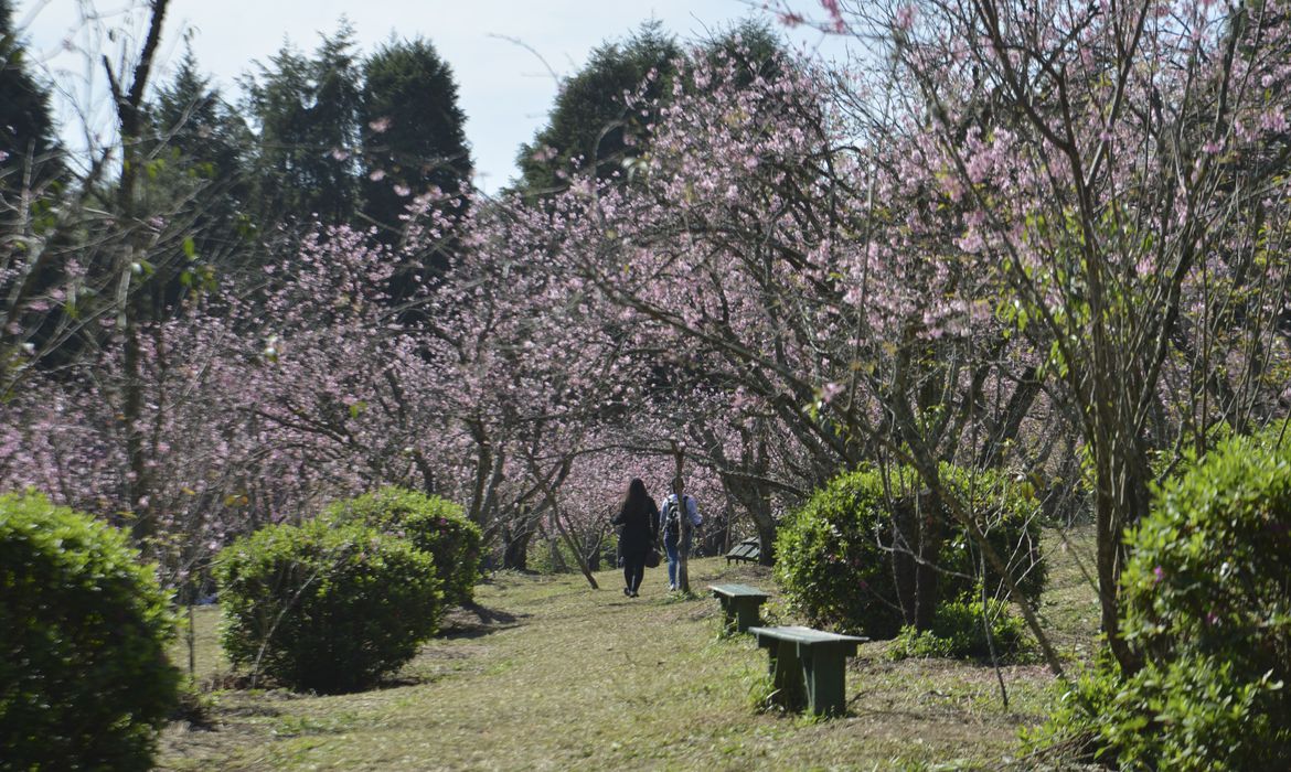 Bosque das Cerejeiras no Parque do Carmo, em Itaquera, zona leste de São Paulo