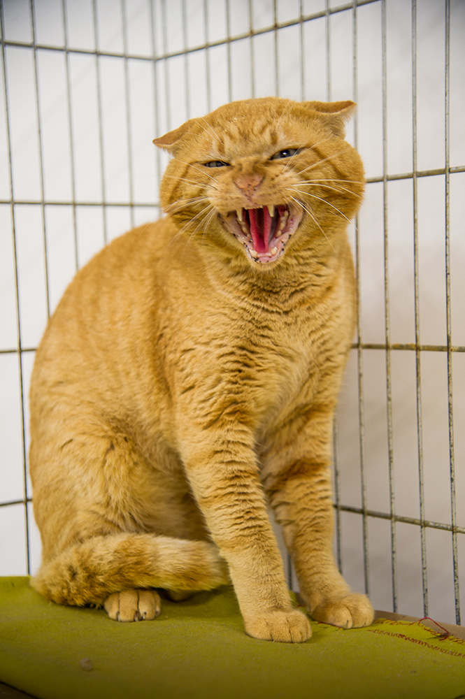 gato caramelo feroz sentado em gaiola 'assoprando' para a foto, para indicar que está bravo