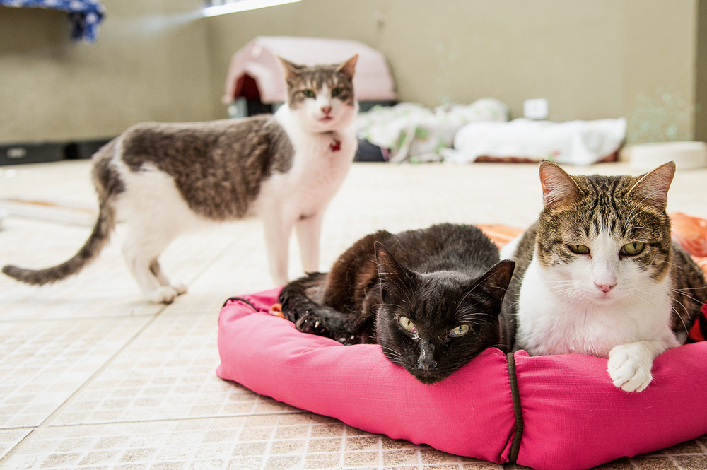 gatos com cara de entediados olhando para a câmera. um deles está de pé e os outros dois estão deitados em uma cama rosa. dois são rajados e um dos sentados, preto
