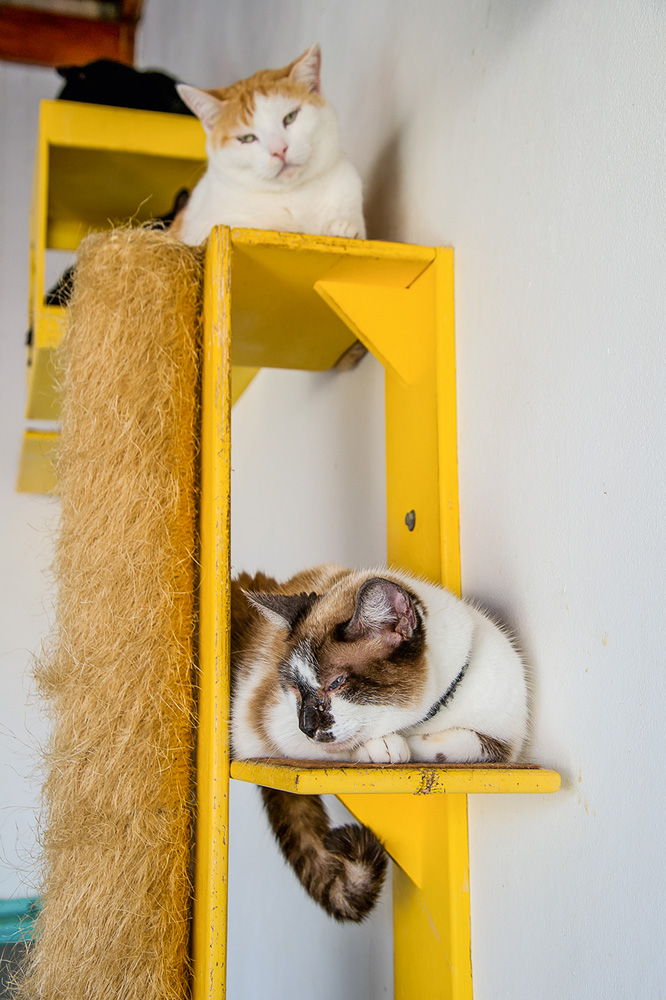 dois gatos repousando em estrutura própria para felinos amarela presa à parede. cada um está em um nível. um deles é multicolor e o outro é laranja e branco