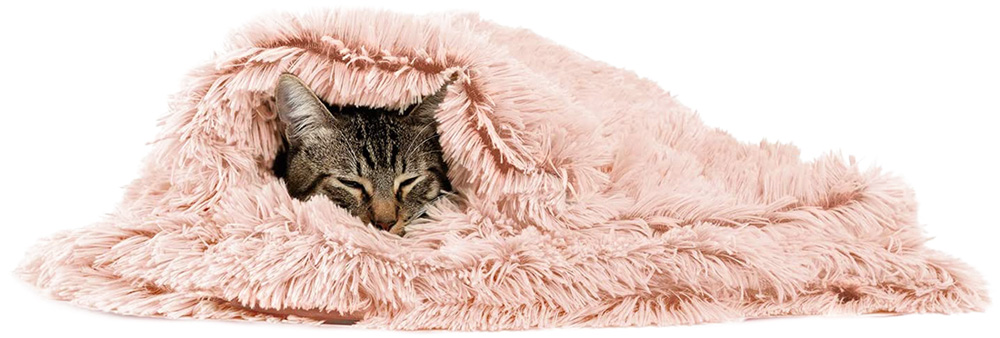 gato dormindo enrolado em cobertor feupudo