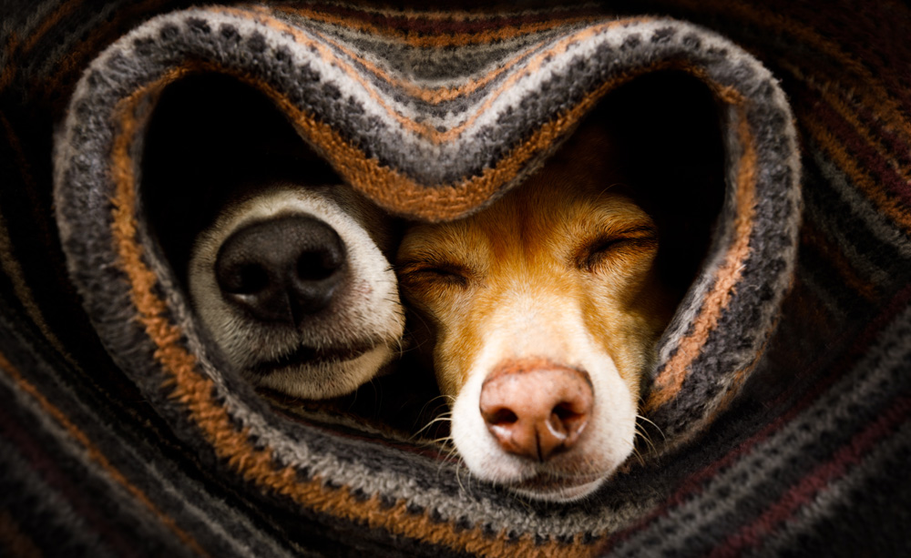 close de rosto de dois cachorros, um preto e outro caramelo, enrolados em cobertor