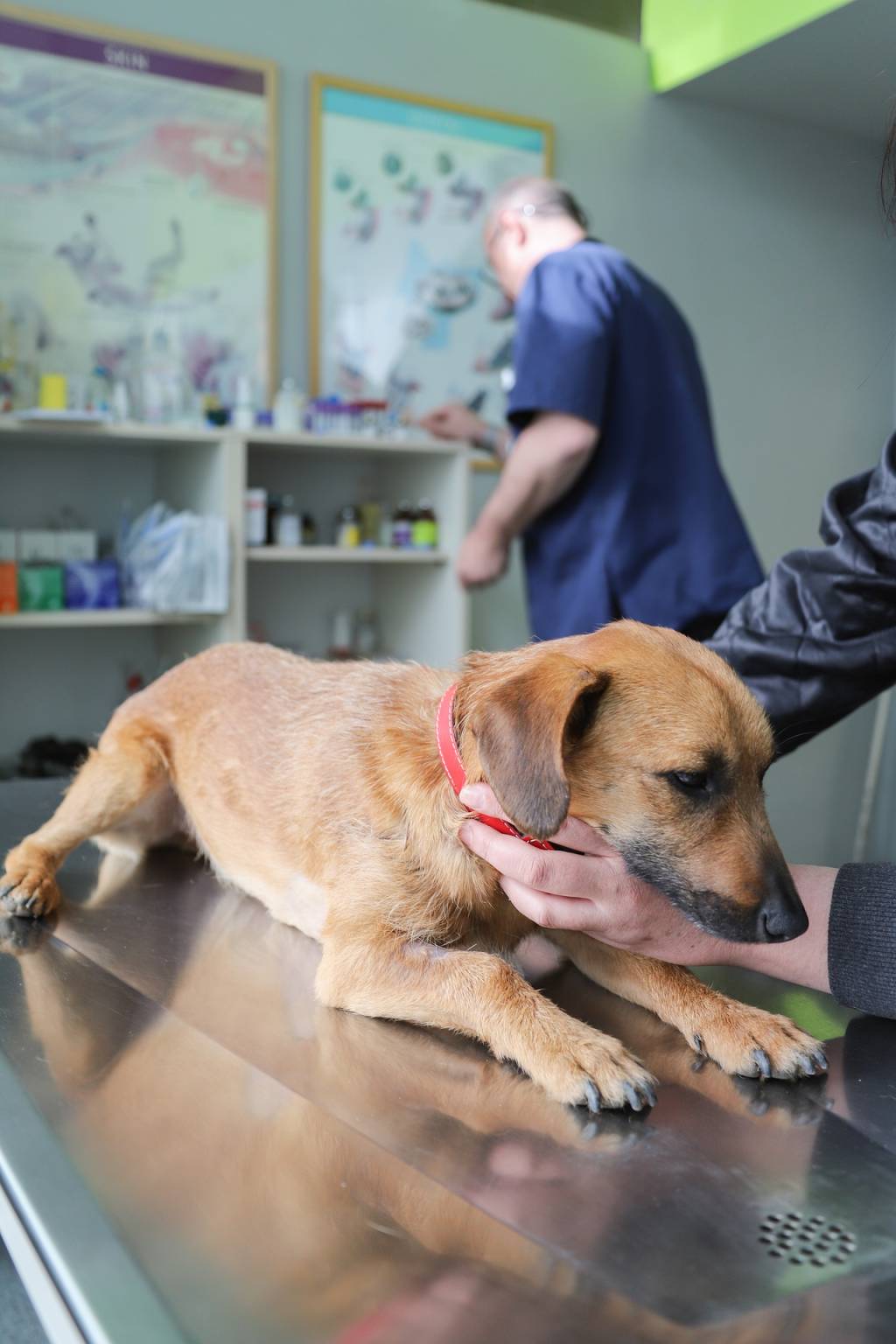 Imagem mostra cachorro sendo examinado em mesa de consultório veterinário