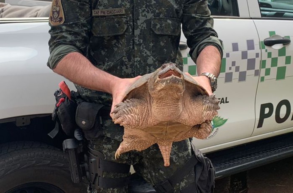Imagem de um policial ambiental segurando a tartaruga, que está de boca aberta