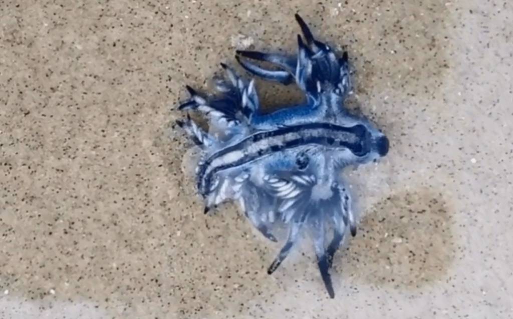 A imagem mostra um molusco azul com detalhes brancos encalhados na areia da praia.
