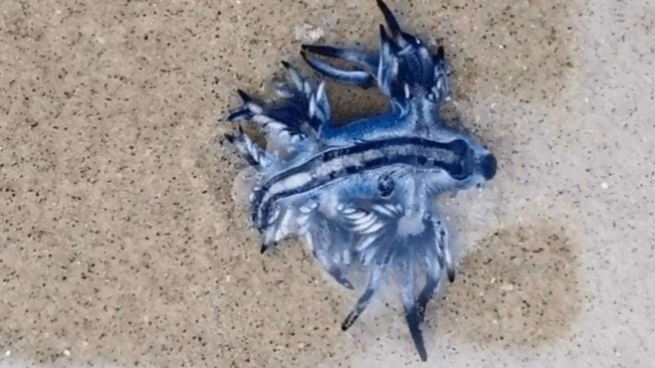 A imagem mostra um molusco azul com detalhes brancos encalhados na areia da praia.