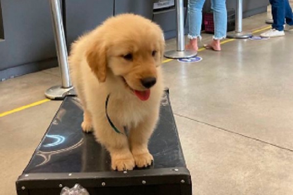 Filhote morre após ser levado de avião de SP para o Rio