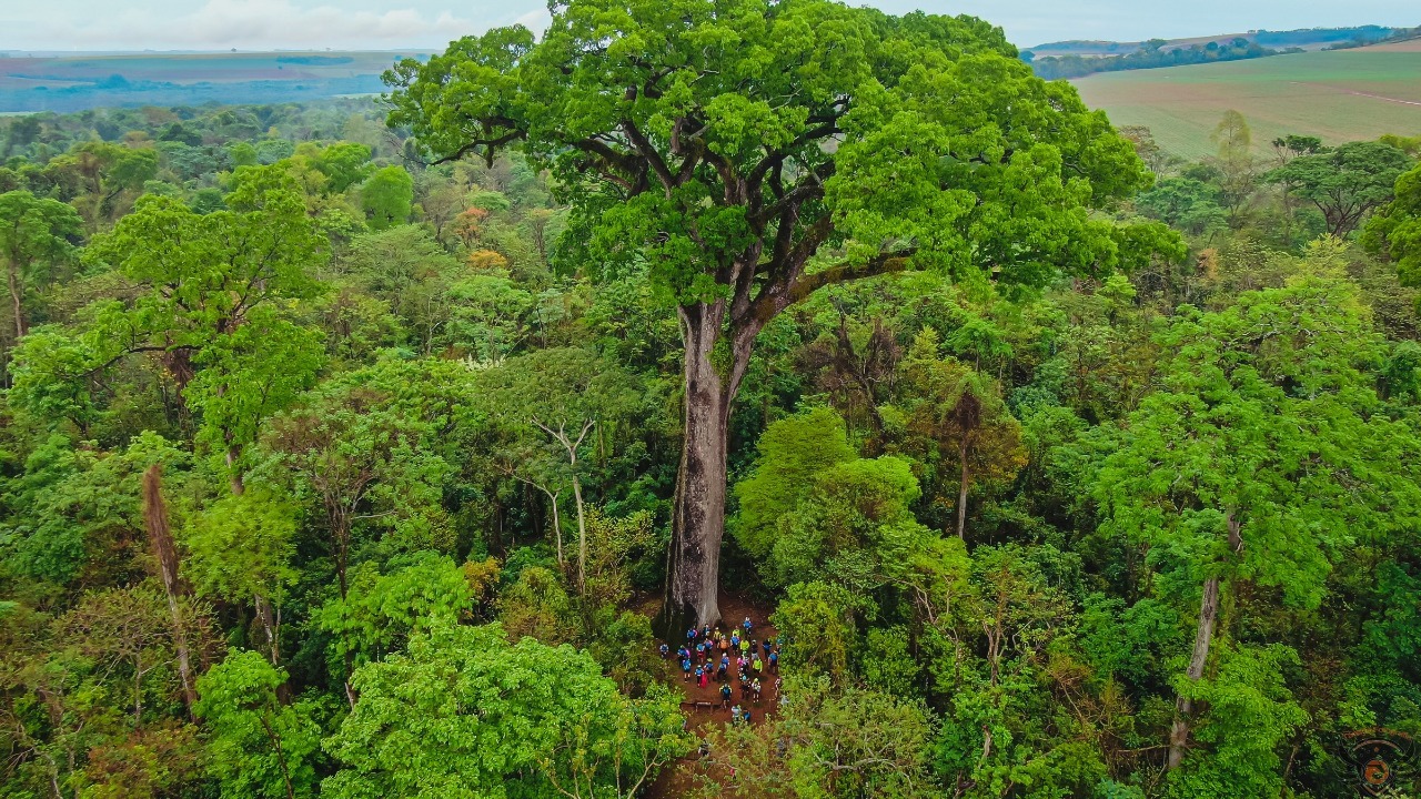A imagem mostra uma grande árvore no Parque Estadual Vassununga