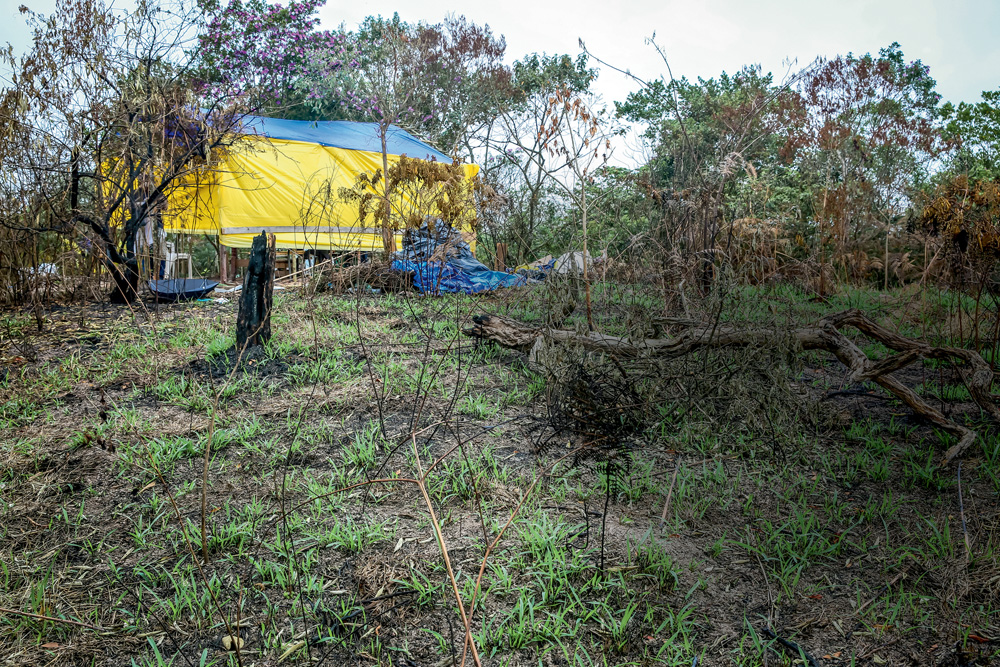 No Parque dos Búfalos, algumas árvores e galhos secos e, no fundo, uma tenda amarela