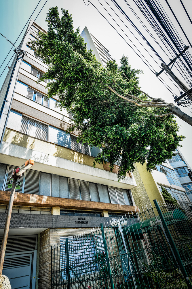 A imagem mostra galhos de uma árvore bem em frente a janelas de um prédio na Mooca.