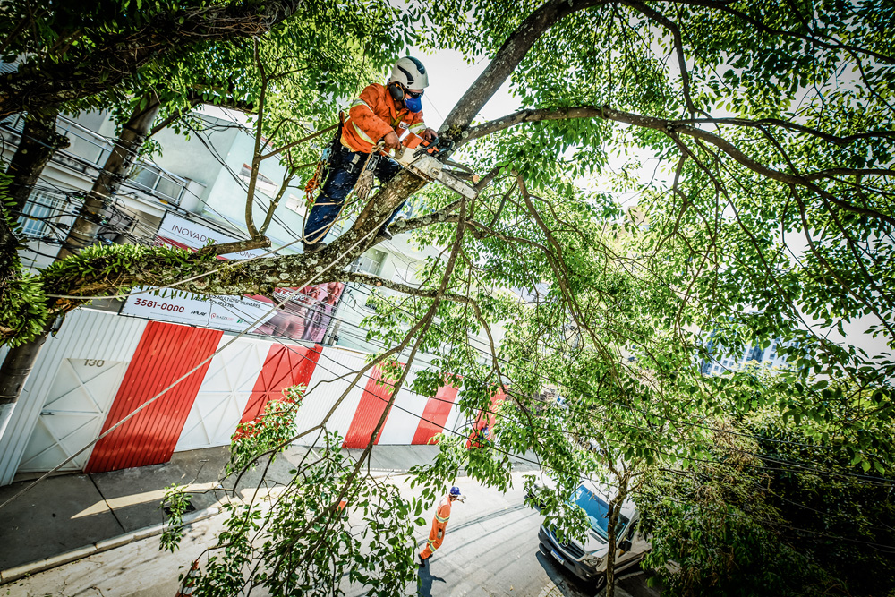 A imagem mostra um agente da subprefeitura serrando um grande galho de uma árvore já em cima dela.