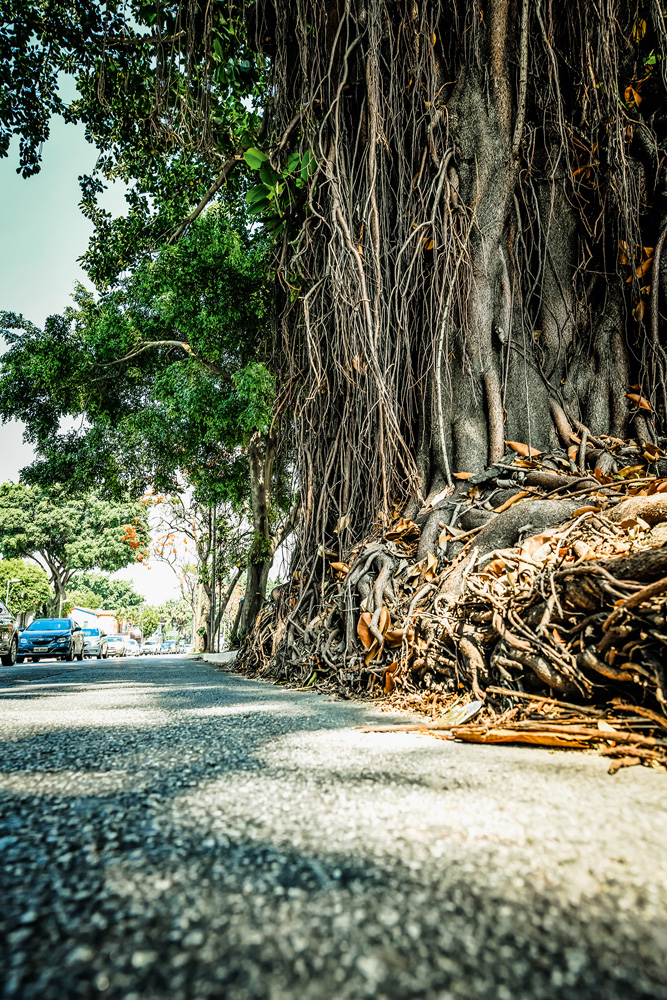 A imagem mostra uma grande árvore em meio a calçada da avenida Rebouças.
